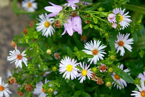 Schöne Gartenblumen in all ihrer sommerlichen Pracht