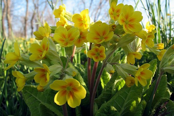 Natureza planta com flores na grama