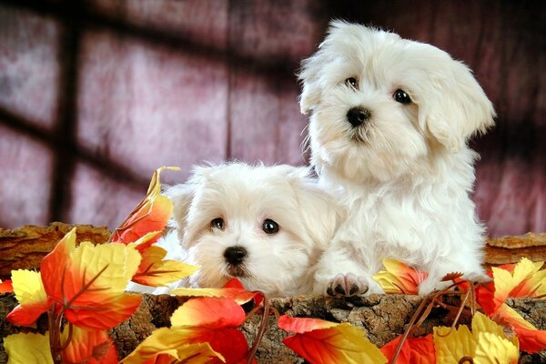 Süße Bilder von Hunden im Herbst