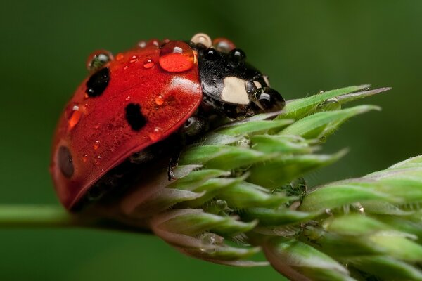 Vida silvestre, insecto mariquita