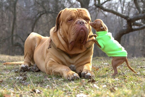 Perro serio con sus cachorros en ropa