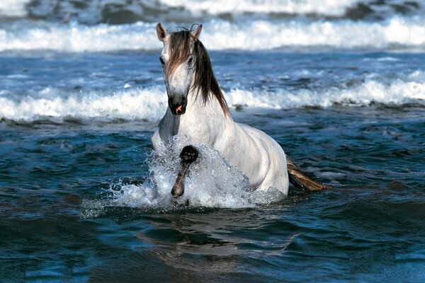 Ein weißes Pferd badet im Meer