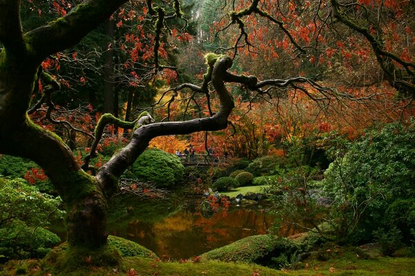 Paysage forestier. forêt de conte de fées d automne