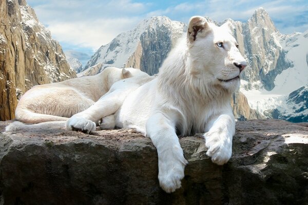 Snow lion in the mountains