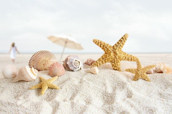 Sea sand with shells and stars