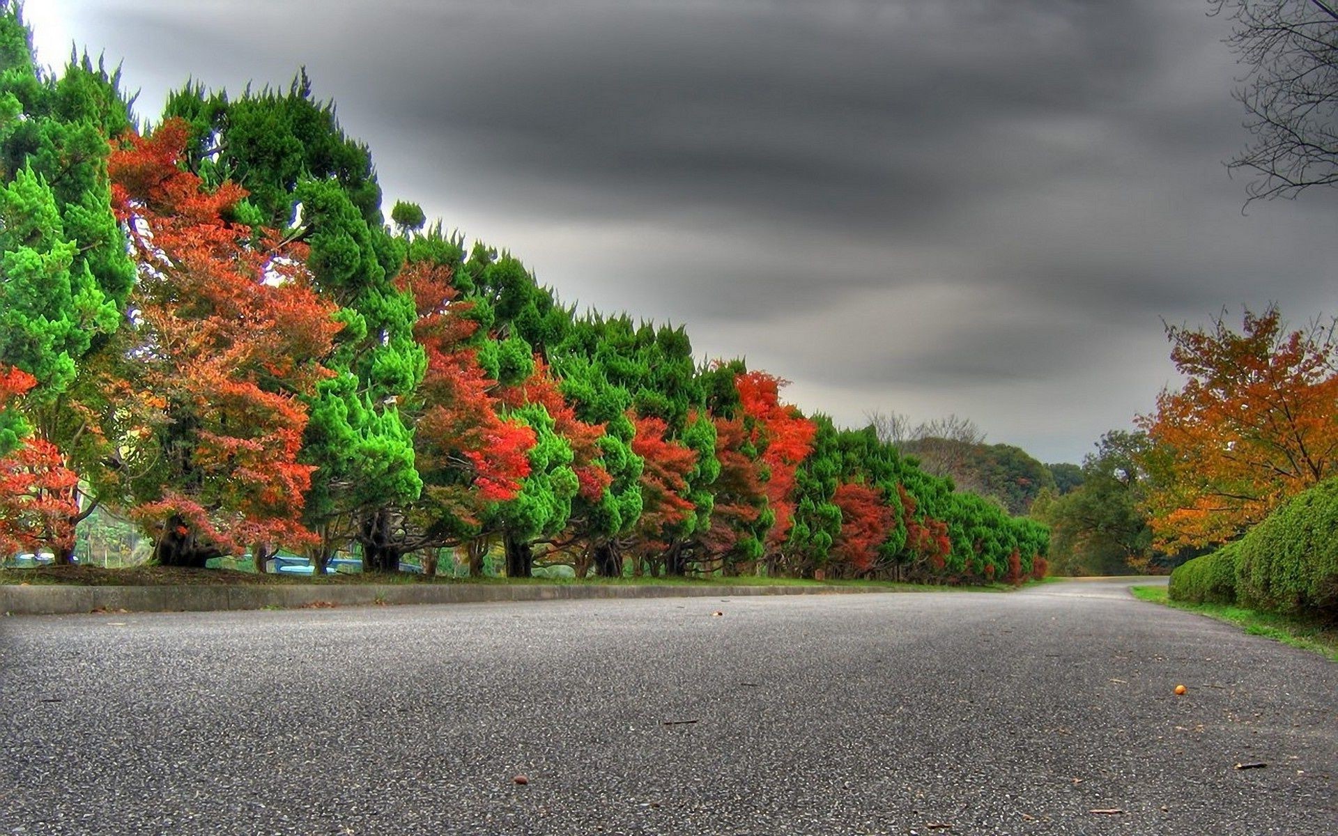 árboles camino árbol hoja otoño paisaje guía al aire libre naturaleza parque calle