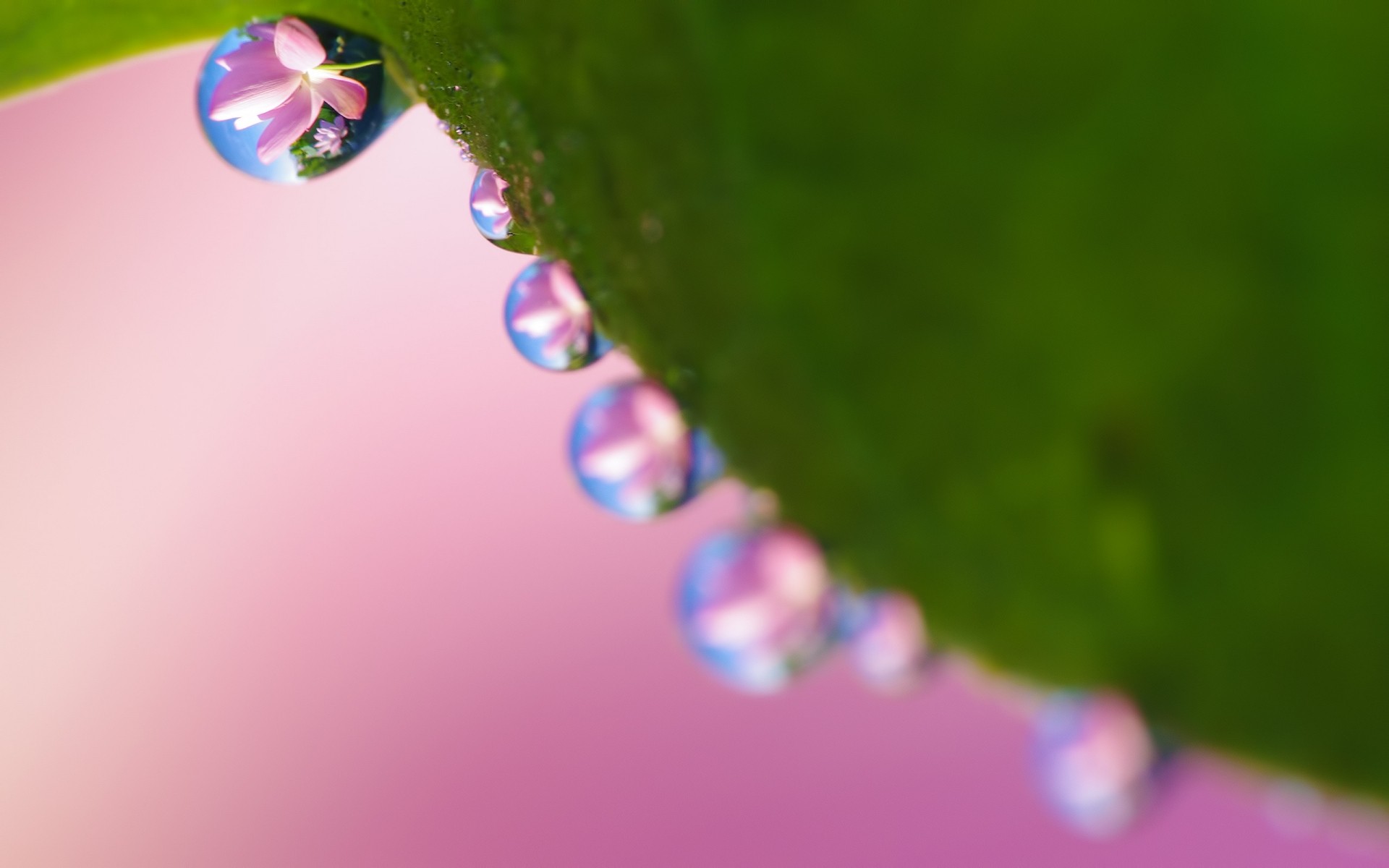 flowers blur rain nature flower leaf drop color bright still life dof water dew flora macro droplets