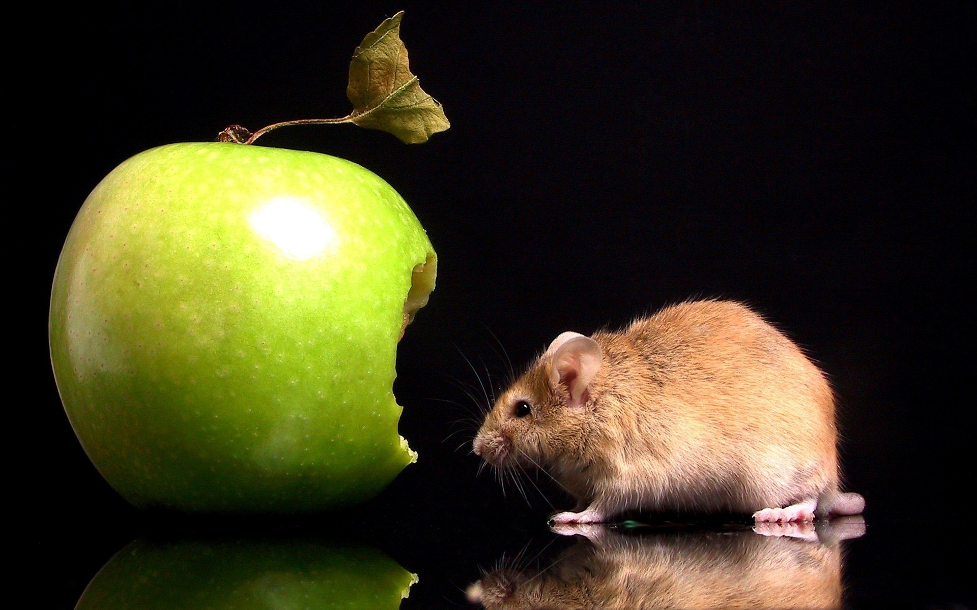 animali topo roditore mela cibo ratto mammifero uno ritratto frutta studio pest