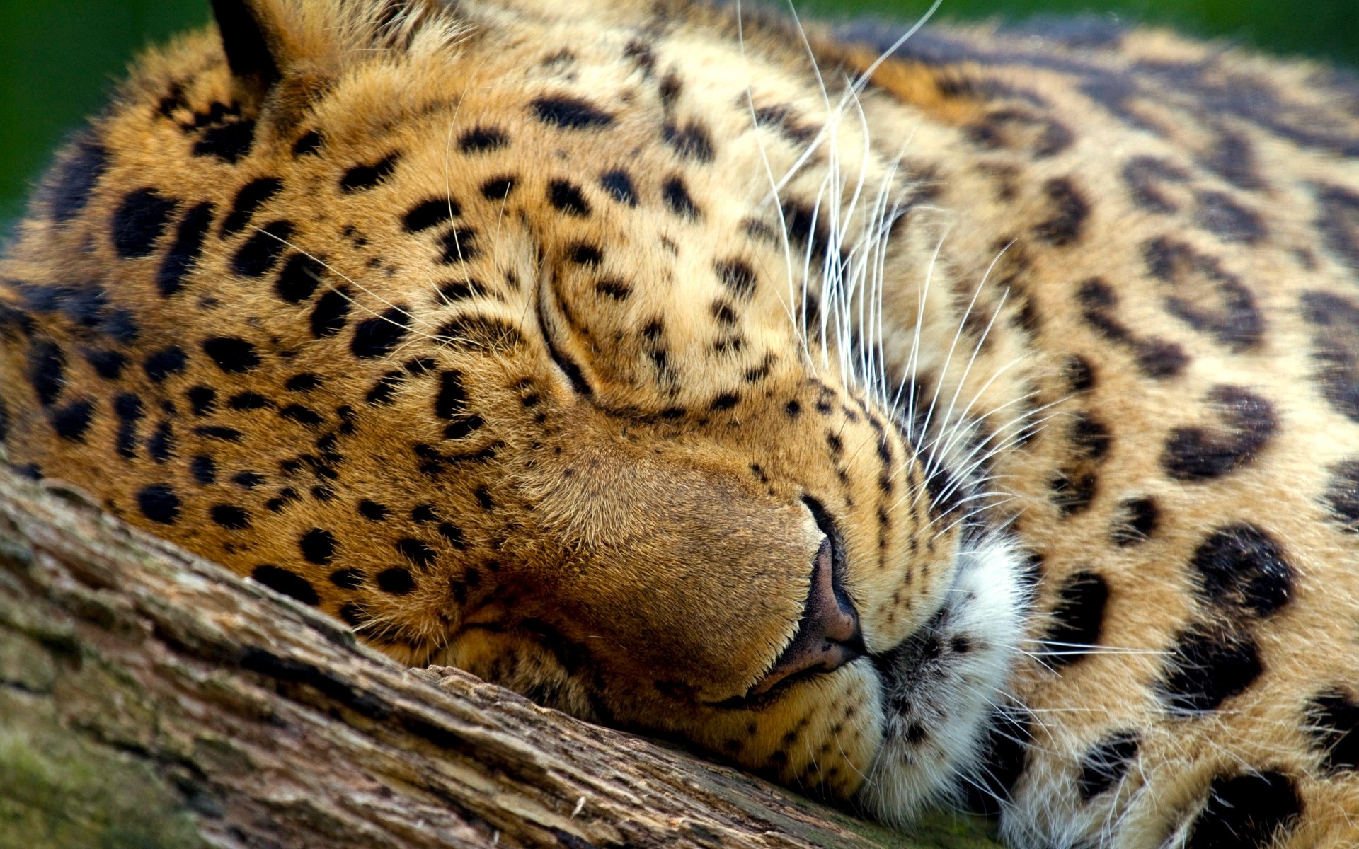 animais gato leopardo vida selvagem mamífero jardim zoológico predador animal chita pele natureza selvagem safari caçador grande tigre