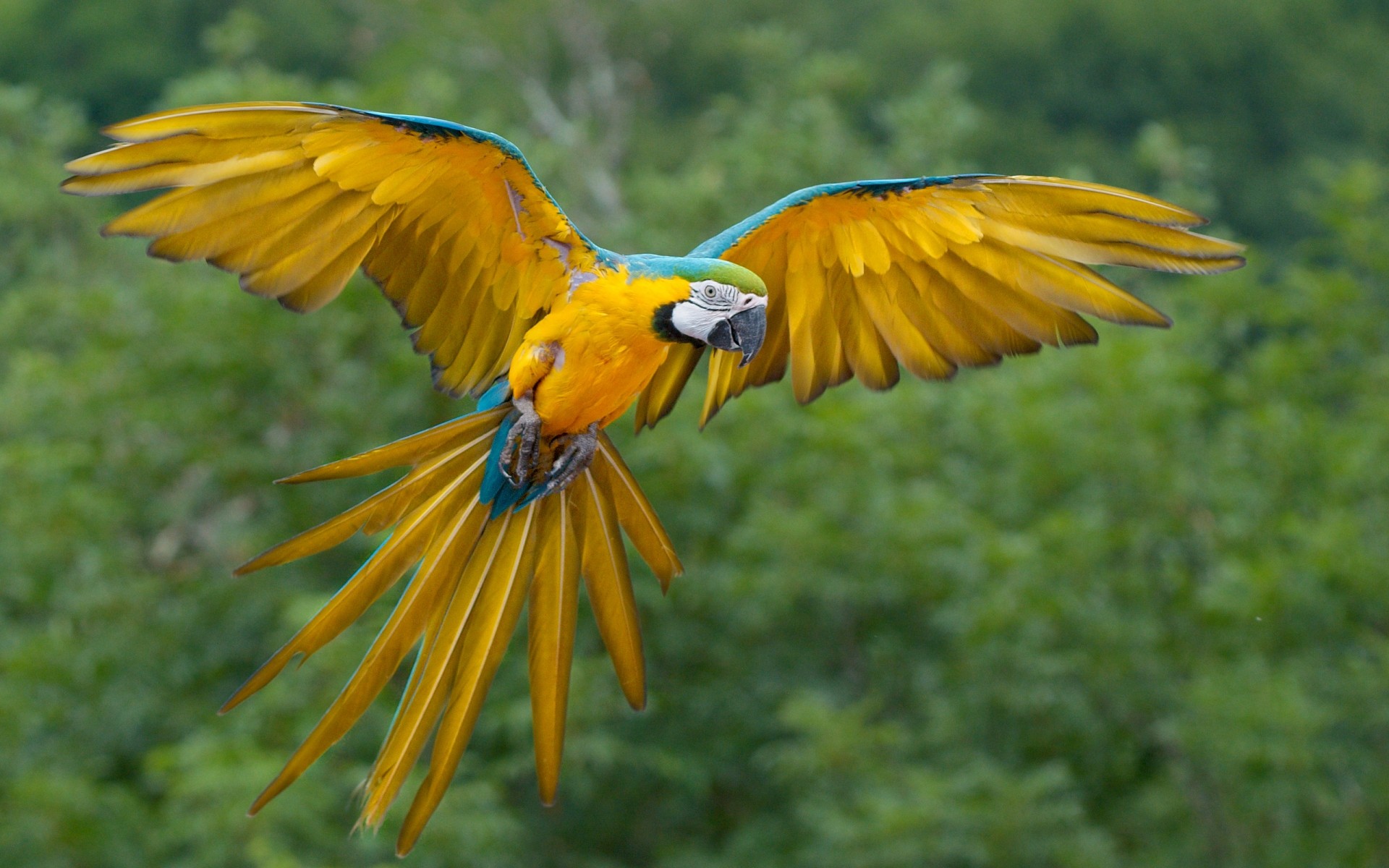 pappagallo uccello fauna natura piuma ala becco selvaggio all aperto colori animale