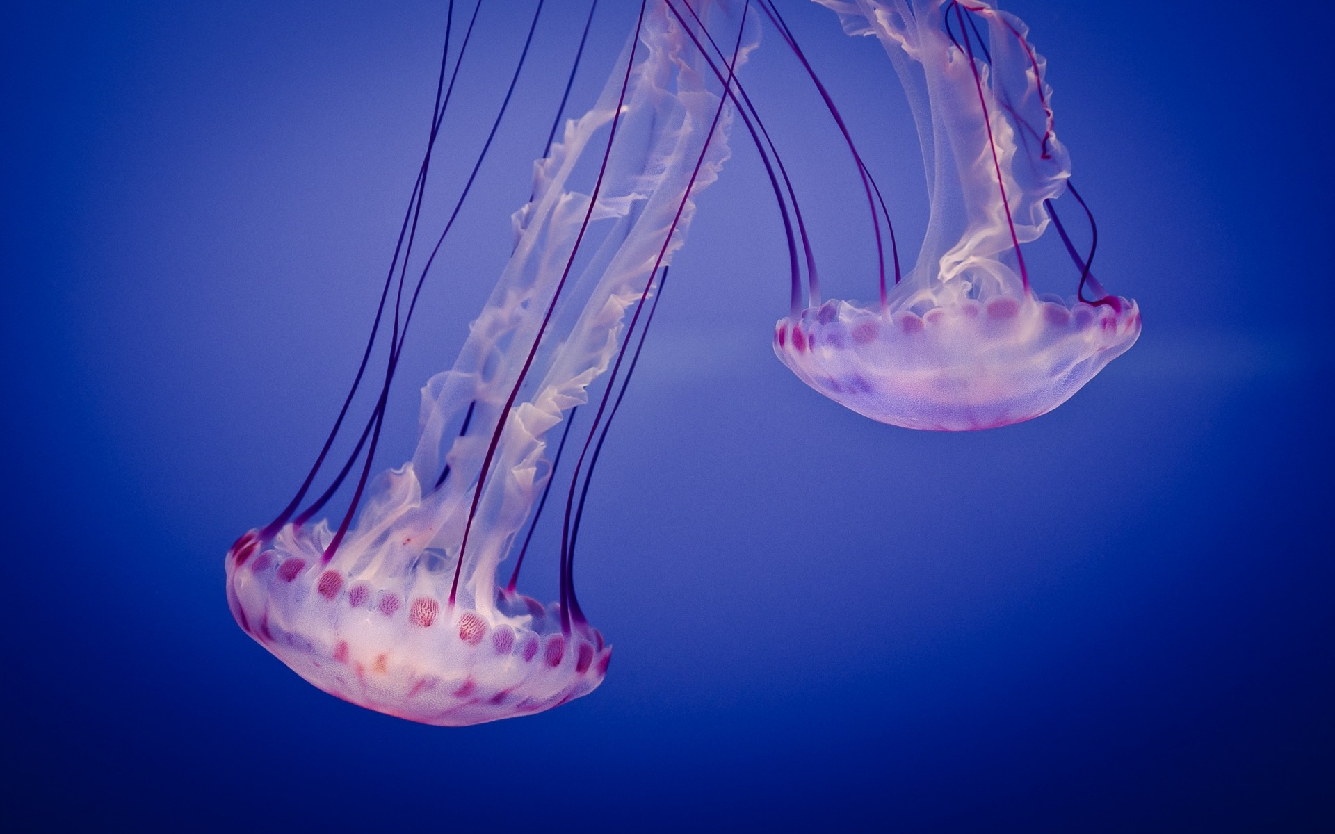 animals underwater jellyfish aquarium biology desktop color science sea fish blue water