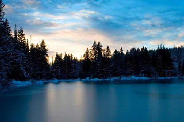 A beleza fria do inverno da floresta coberta de neve