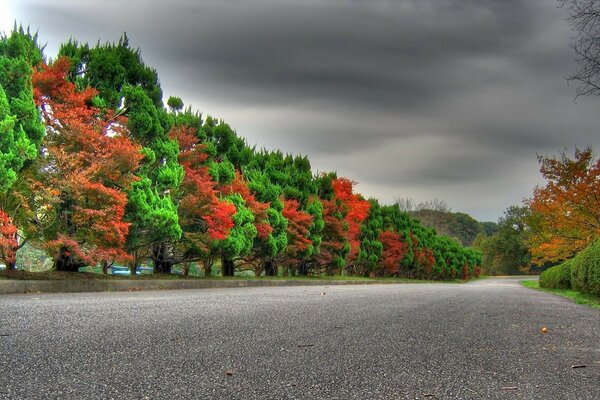 Die Allee der Herbstbäume wartet auf den Regen aus dem düsteren Himmel