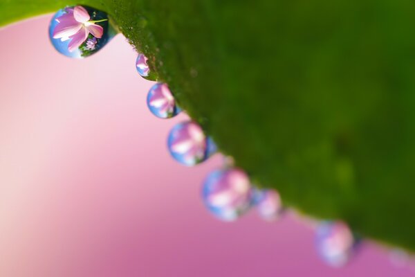 Reflexion von Blumen in Tautropfen auf einem Blatt