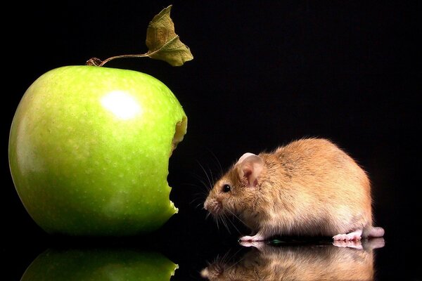 A mouse nibbles on a green apple