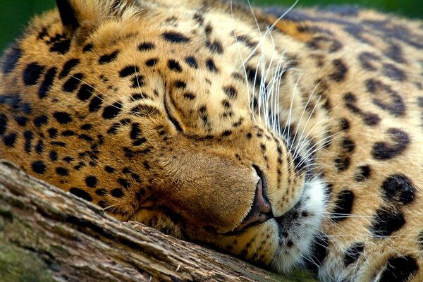 Lindo leopardo dormir