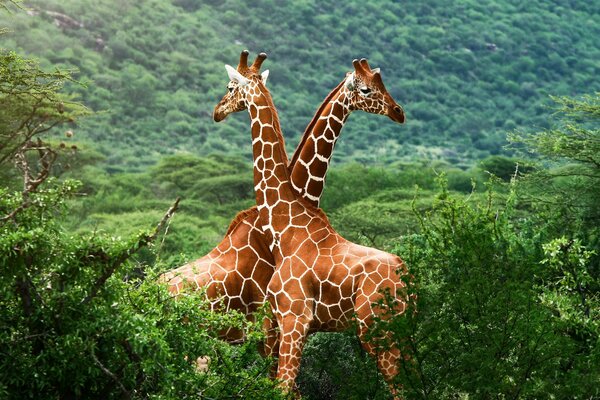 Two beautiful giraffes in nature