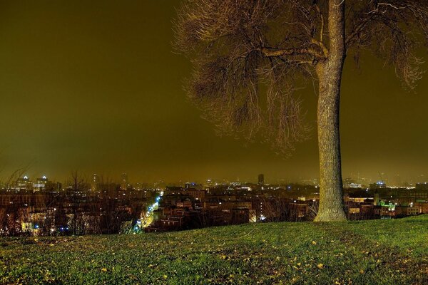 A lonely tree watches the lights of the night city turn on