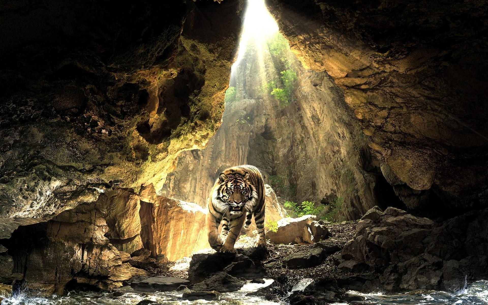 animales cueva corcho agua estalactita viajes túnel roca piedra caliza gruta exploración naturaleza luz tigre