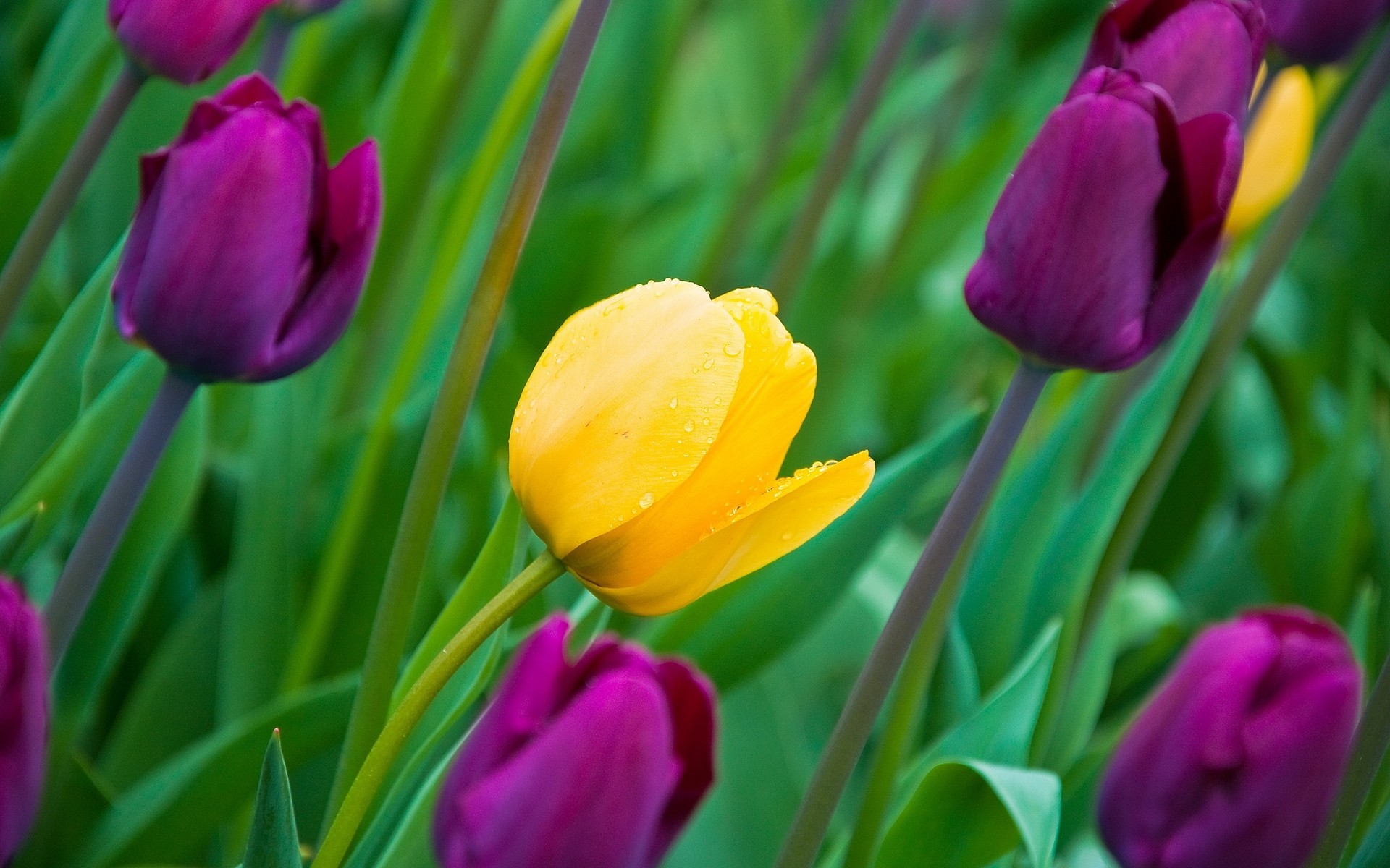 fiori tulipano natura pasqua fiore flora luminoso estate foglia giardino colore floreale crescita campo stagione bouquet bel tempo all aperto lampada luminoso