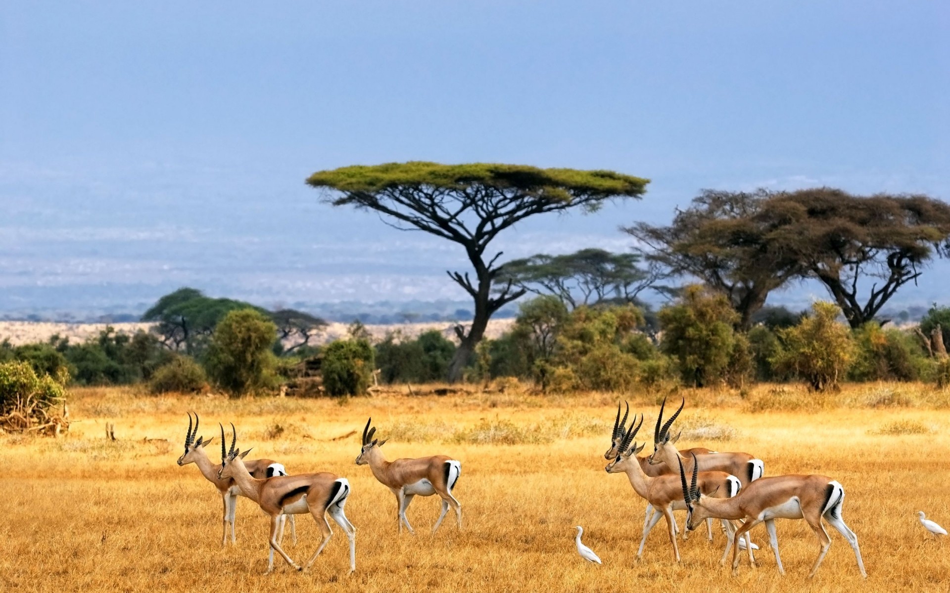 tiere safari antilope säugetier tierwelt savanne gazelle gras weiden im freien busch natur wild tier reisen pflanzenfresser tageslicht spiele impala afrikanische landschaft antilopen