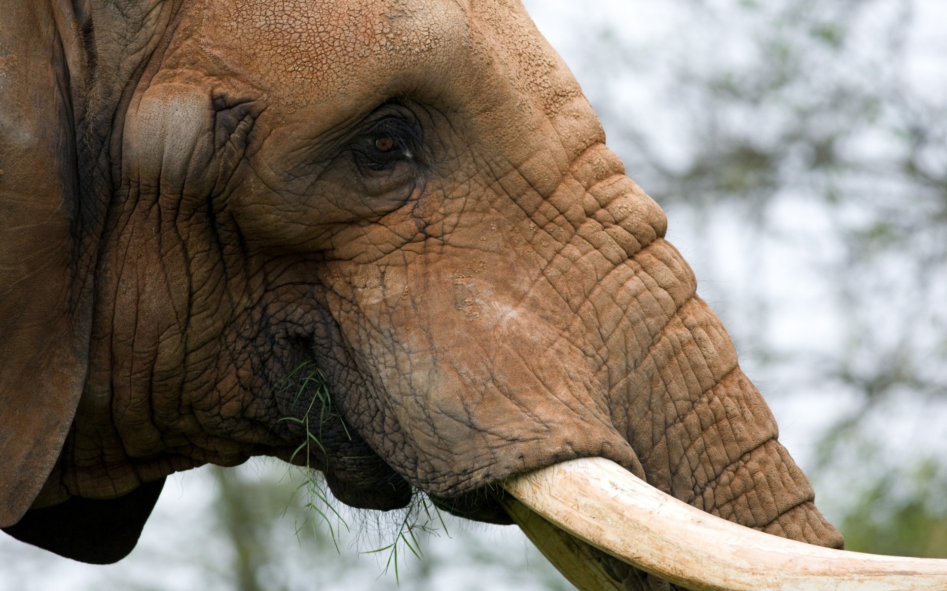 animaux éléphant faune animal nature portrait zoo tronc tête mammifère