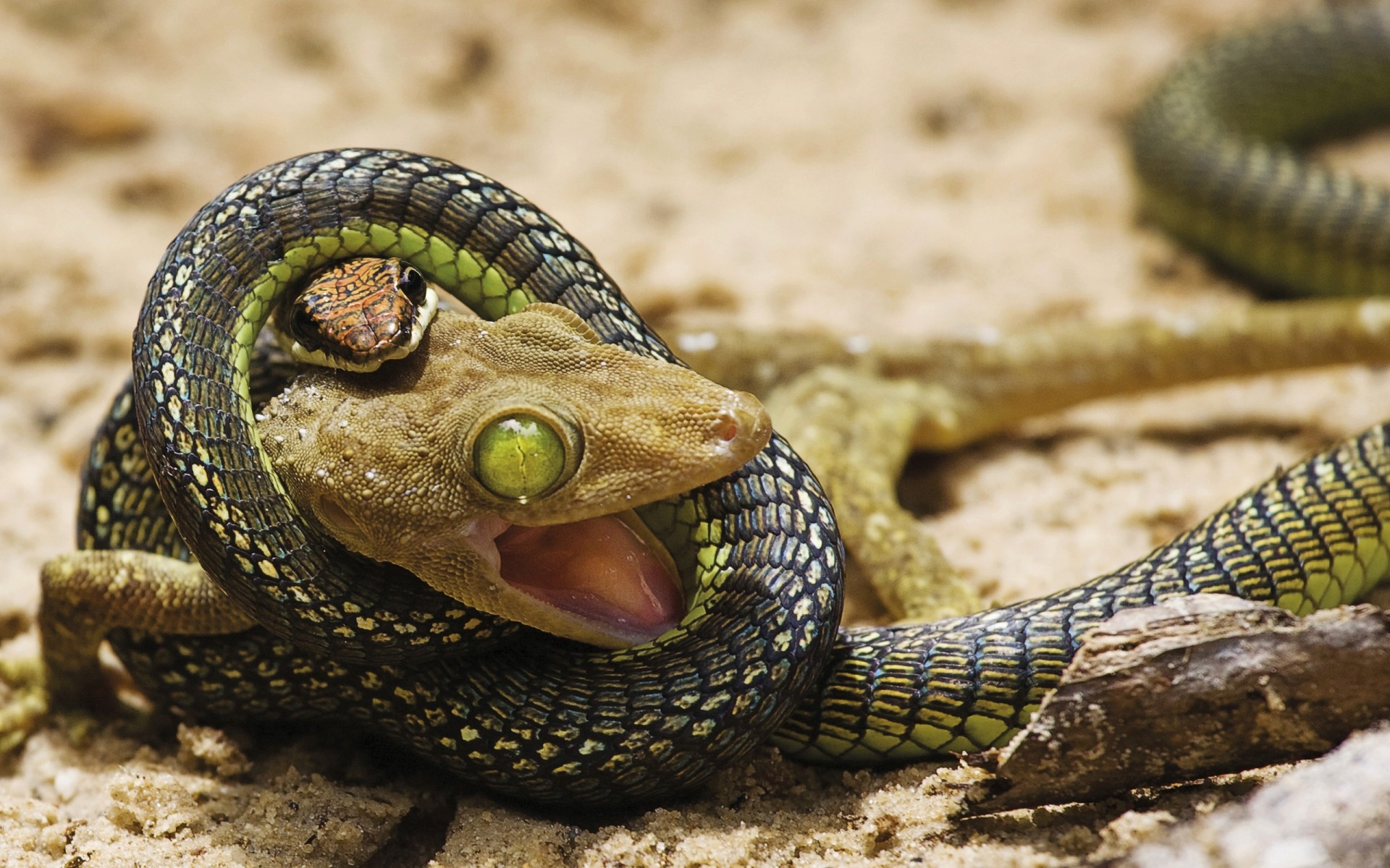 rettili e rane gazoo serpente natura fauna selvatica animale pericolo lucertola primo piano selvaggio esotico predatore