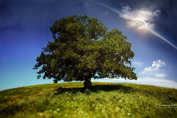 Einsam stehender Baum unter partieller Sonnenfinsternis am Himmel