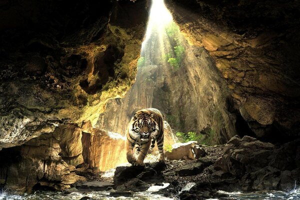 Le tigre marche dans la grotte