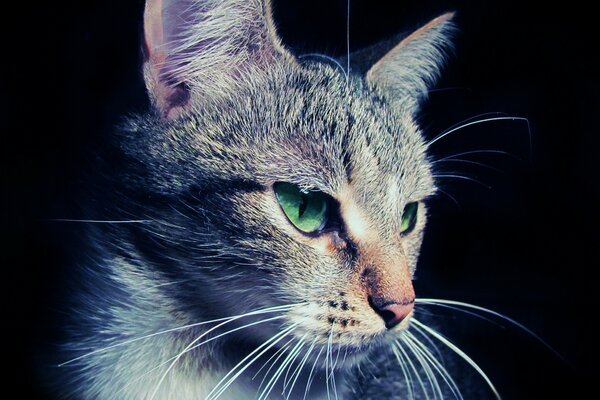 Retrato de um gato de olhos verdes com cabelos azuis