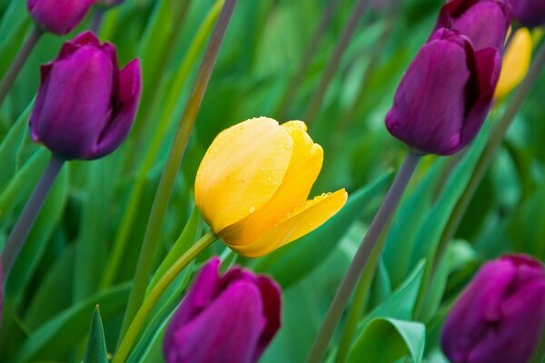 Multicolored tulips on a background of juicy greenery