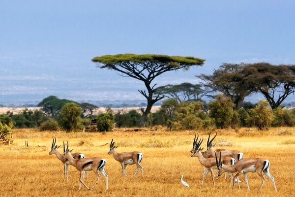 Mehrere Antilopen grasen vor dem Hintergrund der Tierwelt