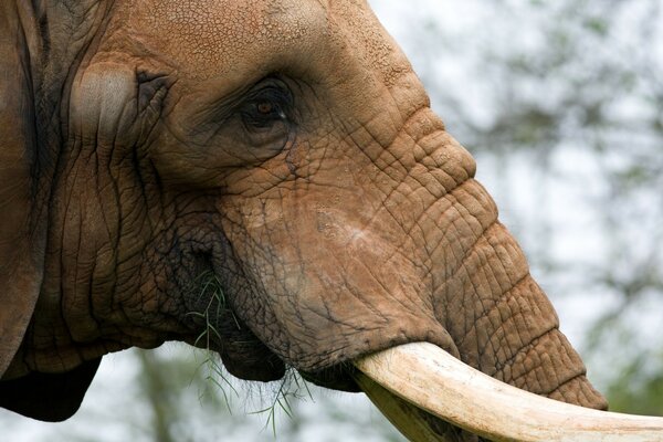 L éléphant animal vit à l état sauvage