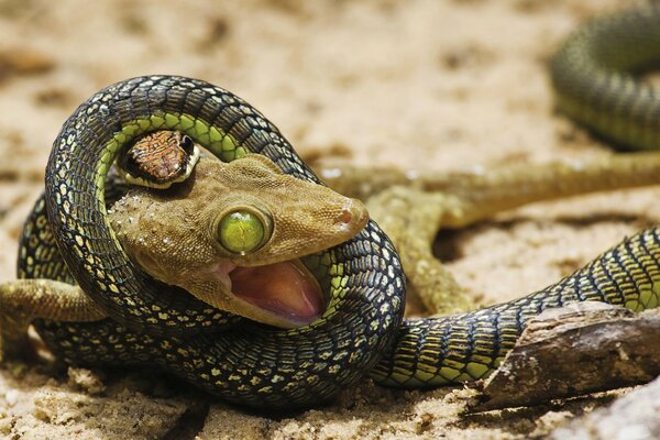 Snake catches and strangles reptile on the ground