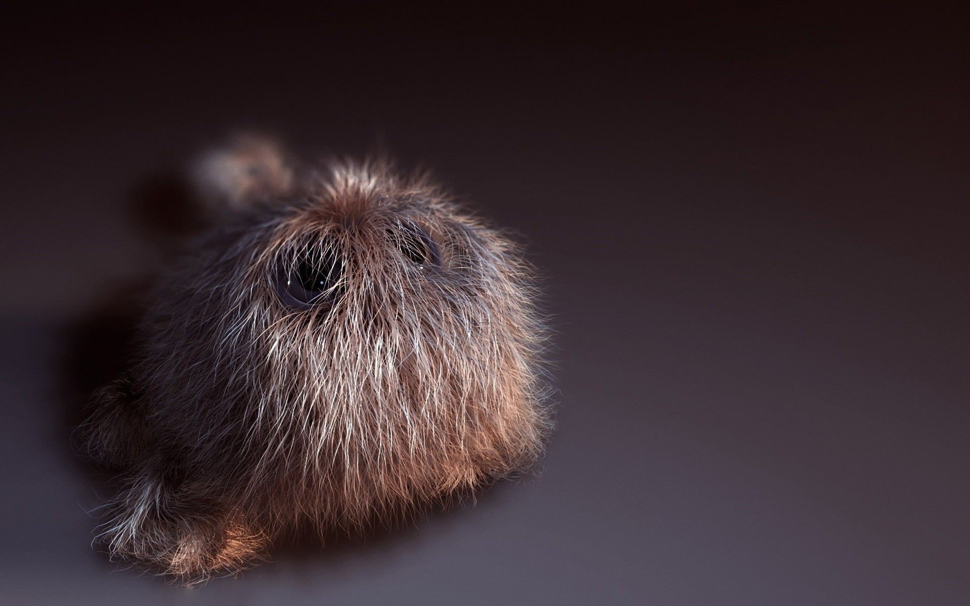 animaux mammifère poilu portrait un rongeur fourrure animal mignon studio peu cheveux