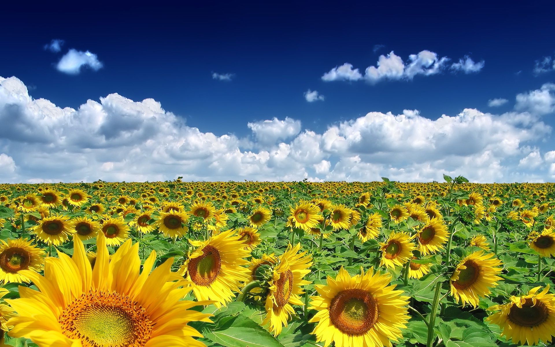 felder wiesen und täler sonnenblume natur sommer hell flora blume feld des ländlichen sonne wachstum hell landwirtschaft blatt gutes wetter sonnig plantage farbe jahreszeit schön