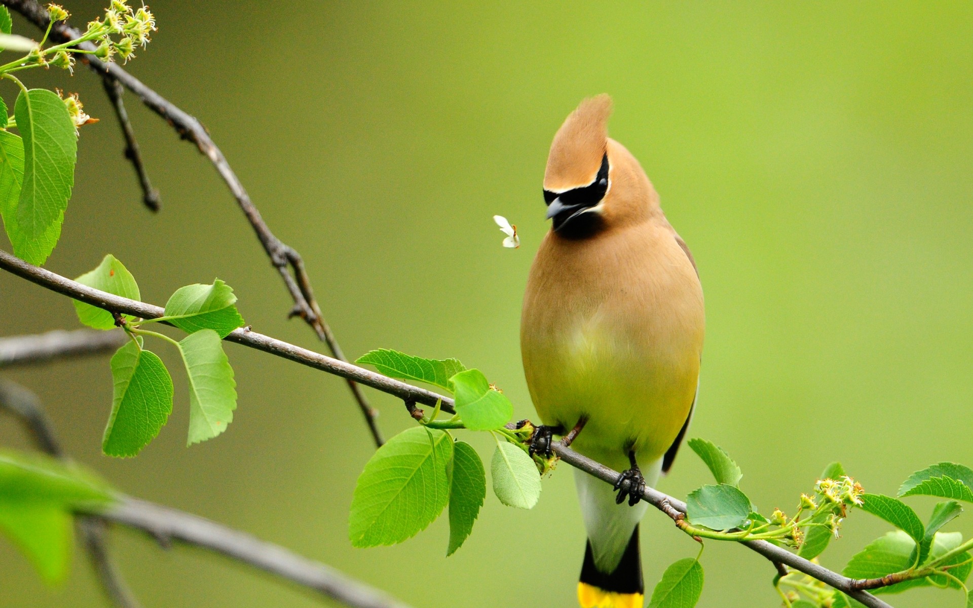 perroquet nature oiseau faune feuille à l extérieur gros plan arbre animal sauvage couleur jardin