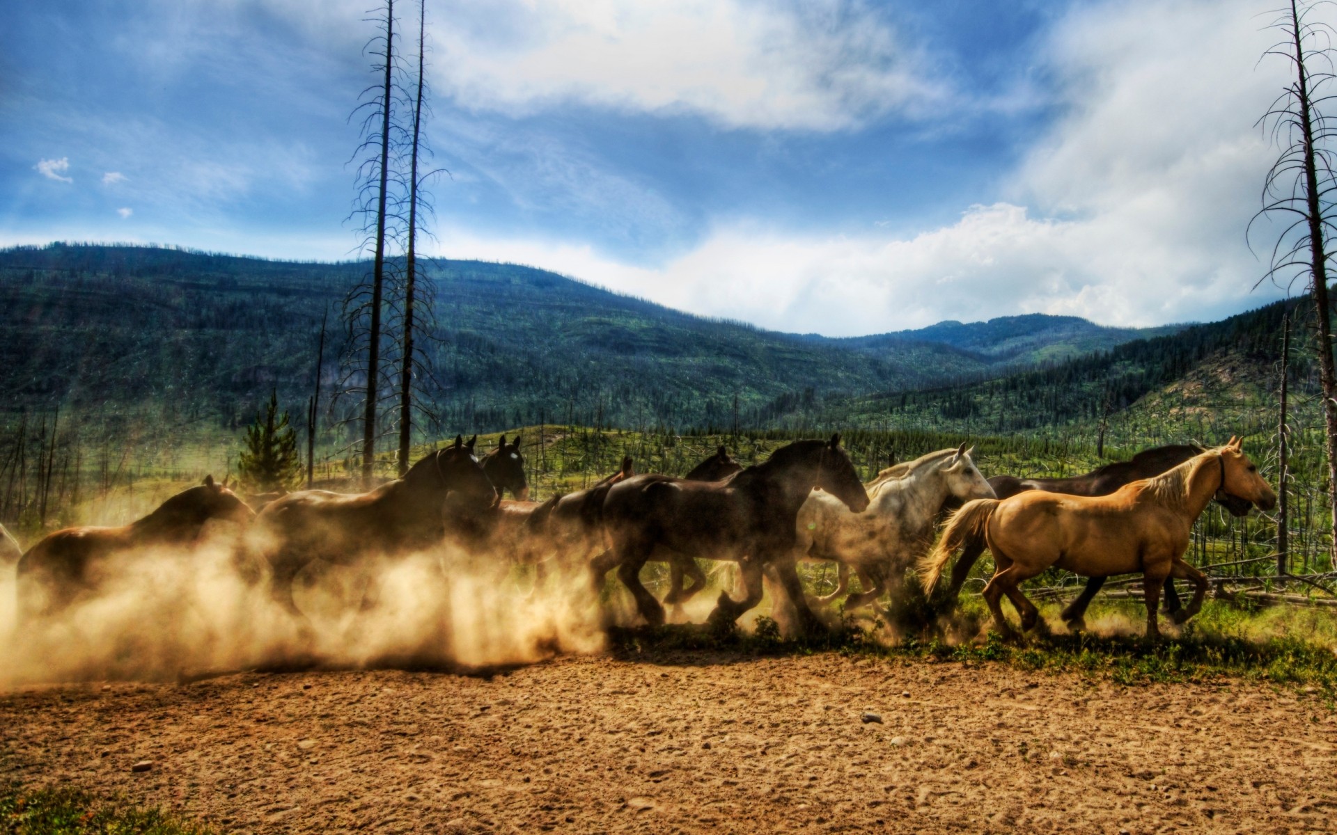 animaux nature en plein air ciel mammifère paysage herbe ferme cavalerie rural été agriculture voyage champ animal arbre sauvage cheval chevaux