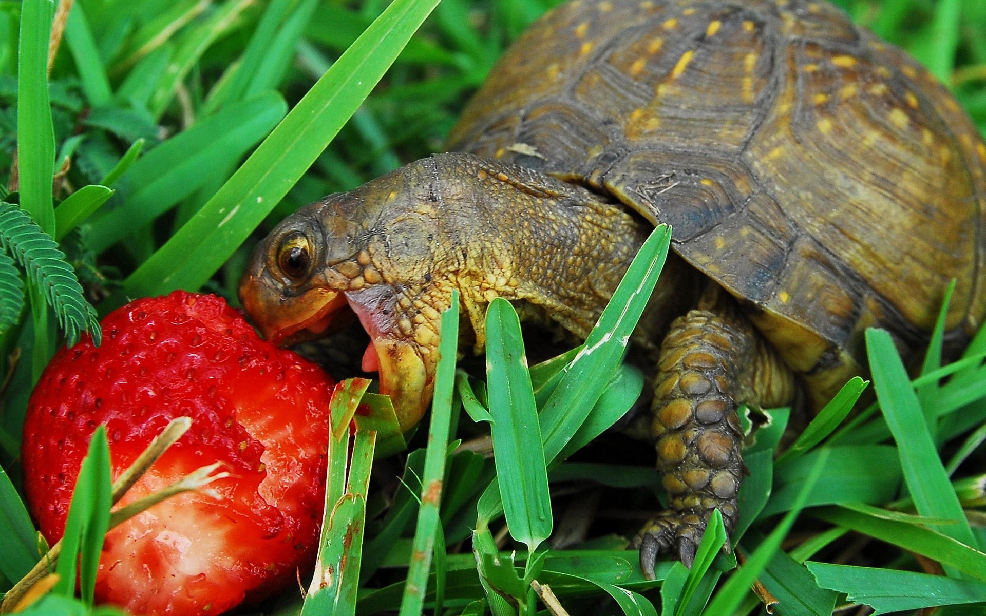 rettili e rane tartaruga natura gazebo tartaruga lento animale shell fauna selvatica ambiente anfibio desktop primo piano erba testa selvaggio giardino fragola