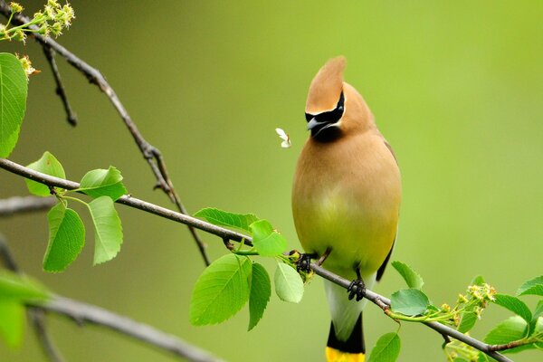 Songbird on a branch on a green background