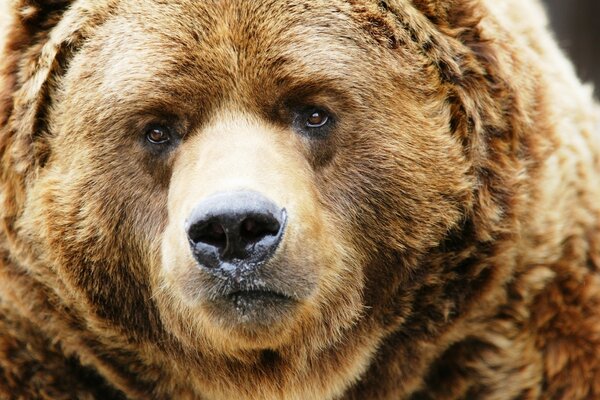 La triste mirada del oso Pardo