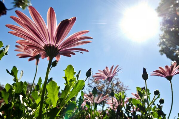 Primo piano di margherite rosa su uno sfondo di cielo