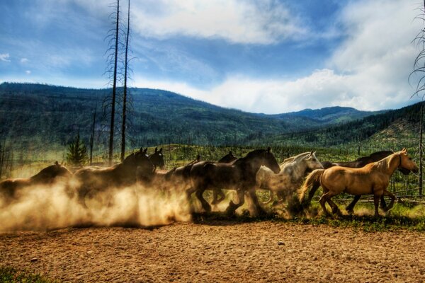 A running herd of horses in nature