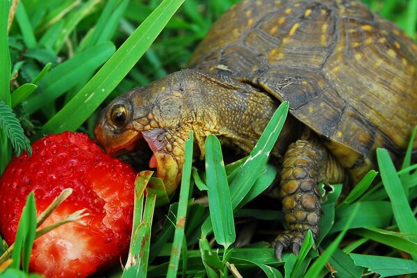 Süße köstliche saftige Erdbeere für eine Schildkröte