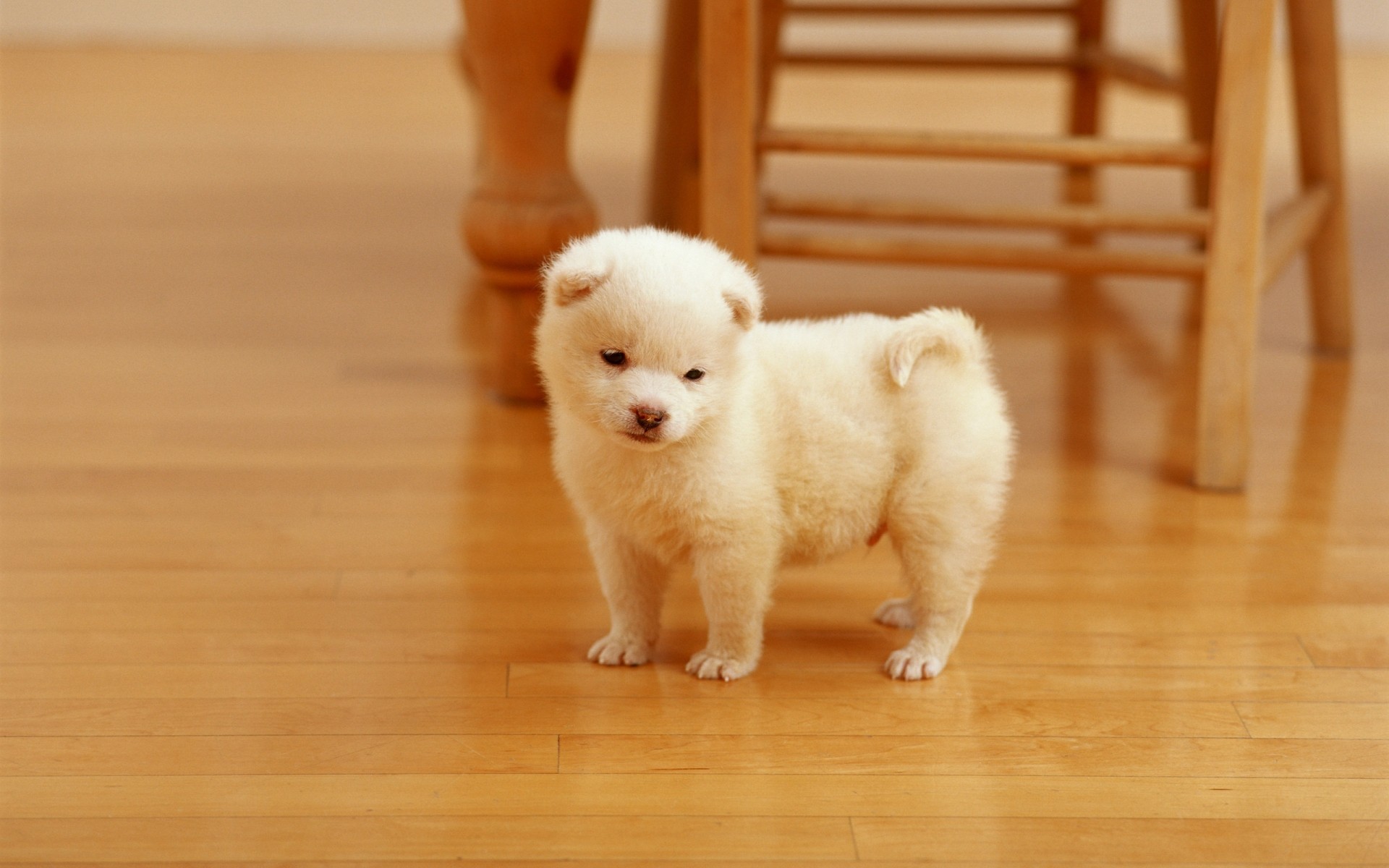 cães fofa mamífero cão criança retrato solteiro brinquedo filhote de cachorro cinegrafista pequeno animal de estimação animal de estimação