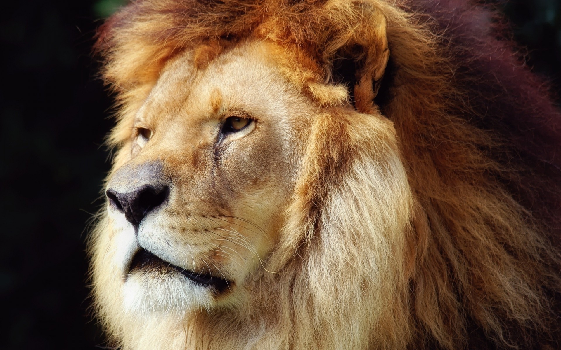 animaux mammifère portrait faune zoo fourrure chat animal lion sauvage prédateur nature cheveux roi du linceul