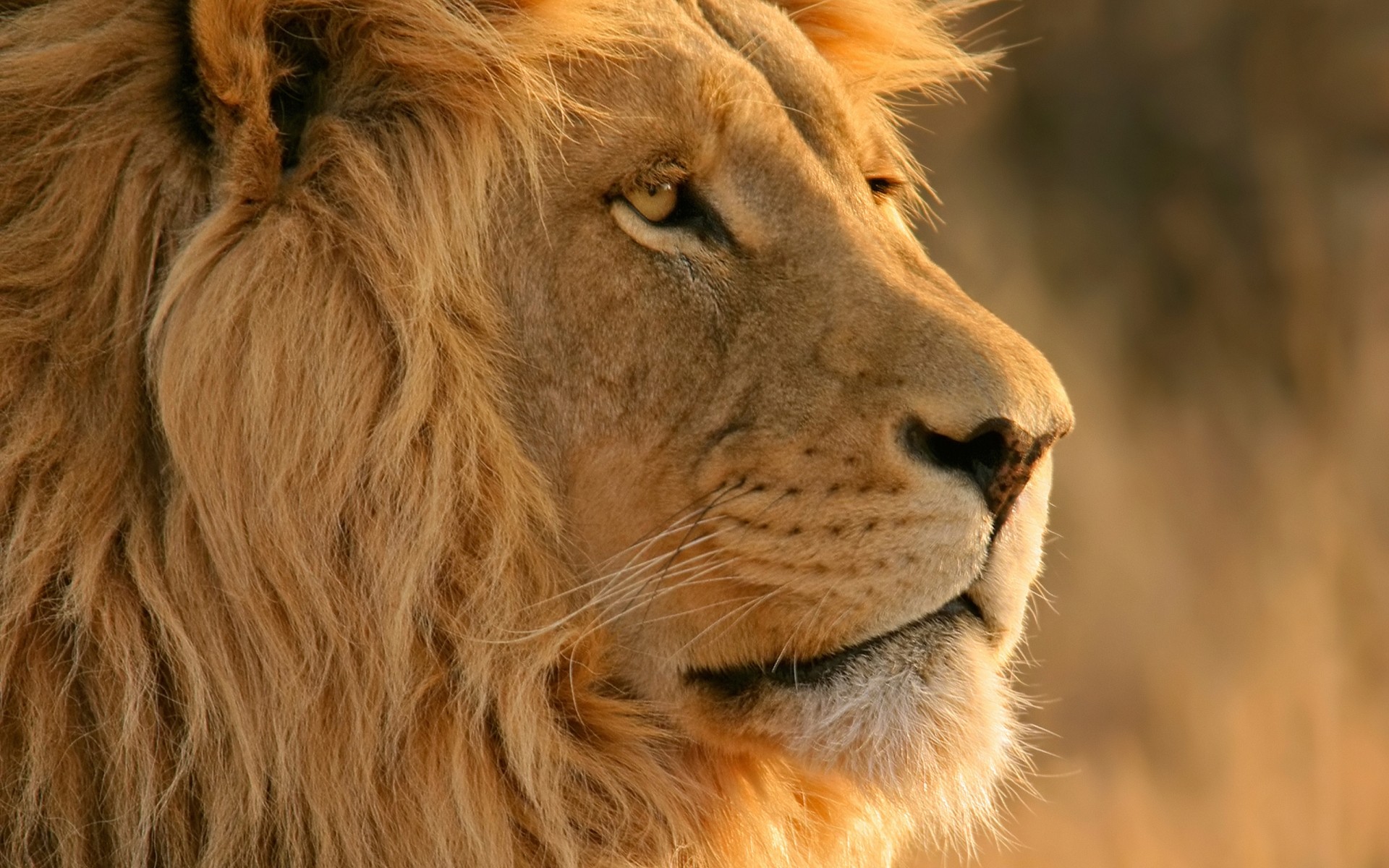 tiere katze säugetier löwe tierwelt tier fell manet porträt safari raubtier natur wild zoo auge jäger haar