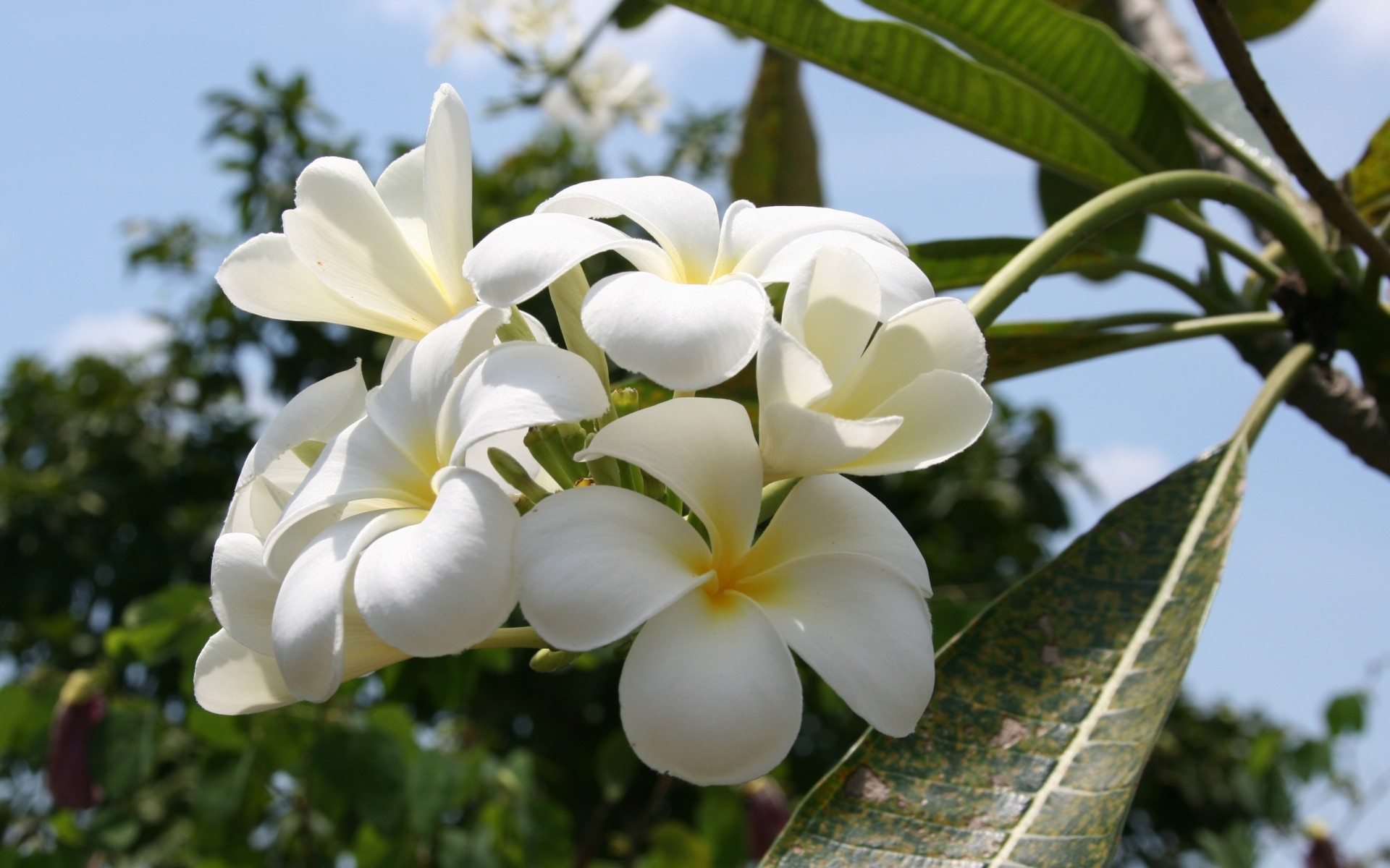 çiçekler doğa çiçek flora tropikal yaprak bahçe yaz çiçek açan egzotik çiçek taçyaprağı güzel frangipani renk büyüme ağaç zen botanik plumeria bitkiler