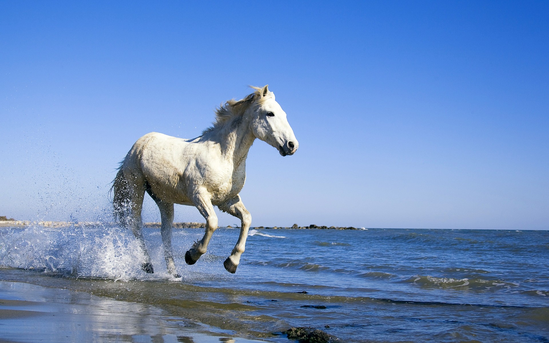 tiere säugetier pferd im freien wasser mare kavallerie himmel natur tier sommer freiheit meer wellen