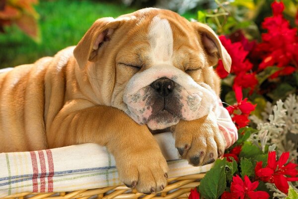 Cute photos of sleeping dogs